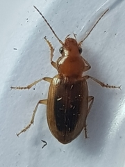 Dicheirotrichus