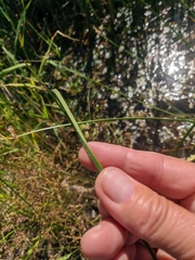 Schoenoplectus litoralis