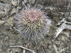 Mammillaria carnea
