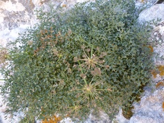 Laserpitium gallicum