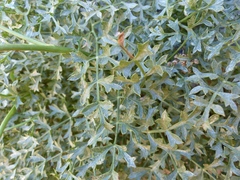 Laserpitium gallicum