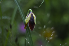 Calochortus hartwegii