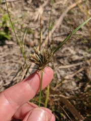 Cyperus glaber