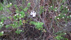 Felicia amelloides