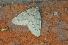 Nepytia pellucidaria