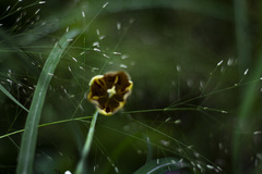Calochortus hartwegii