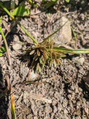 Cyperus glaber