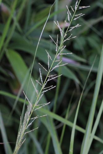 Sporobolus diandrus