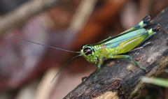 Leioscapheus