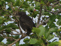 Sturnus vulgaris