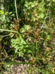 Cyperus glaber