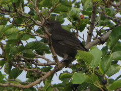 Sturnus vulgaris