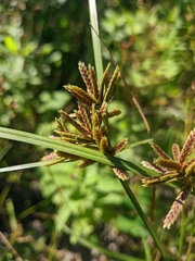 Cyperus glaber