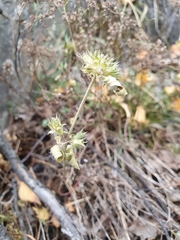 Galeopsis ladanum