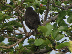 Sturnus vulgaris