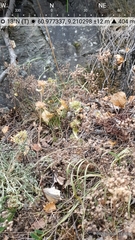 Galeopsis ladanum