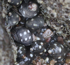 Acanthais brevidentata