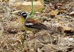 Emberiza flaviventris flaviventris