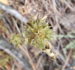 Galeopsis ladanum