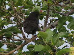 Sturnus vulgaris