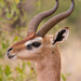 Antelopes, Goats, and Sheep - Photo (c) Peter Steward, some rights reserved (CC BY-NC)