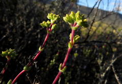 Crassula subaphylla subaphylla
