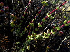 Crassula subaphylla subaphylla