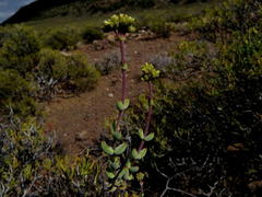 Crassula subaphylla subaphylla