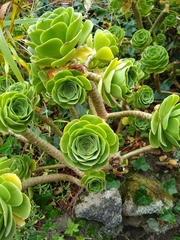 Aeonium arboreum