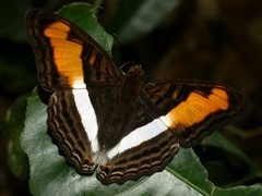 Adelpha plesaure phliassa