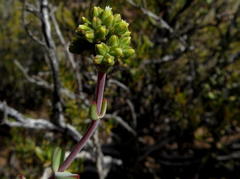 Crassula subaphylla subaphylla