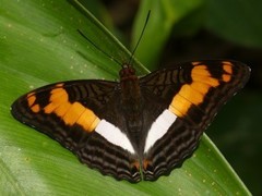 Adelpha thesprotia