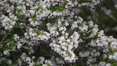Erica fuscescens