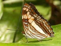 Adelpha thesprotia