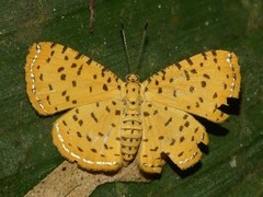 Argyrogrammana stilbe