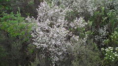 Erica fuscescens