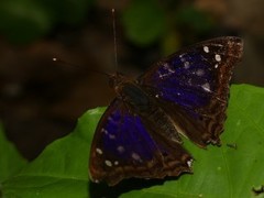 Doxocopa agathina agathina