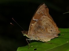 Doxocopa agathina agathina