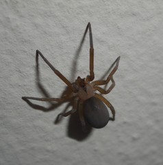 Filistata insidiatrix