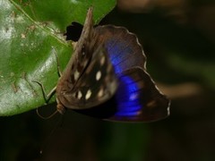 Eunica concordia