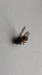 Vespula vulgaris