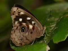 Eunica concordia