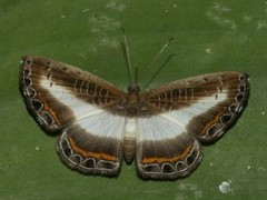 Nymphidium azanoides