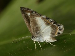 Nymphidium azanoides