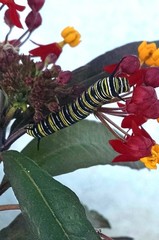 Danaus plexippus