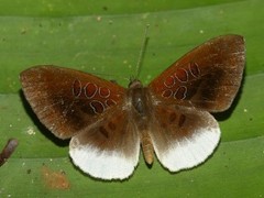 Adelotypa annulifera