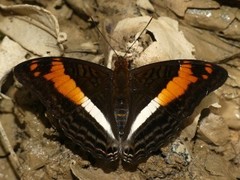 Adelpha amazona