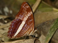 Adelpha amazona