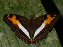 Adelpha capucinus capucinus