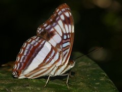 Adelpha capucinus capucinus